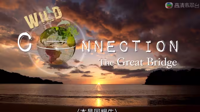 《野生链》：生存法则下的残酷角逐，人性的试炼与救赎
